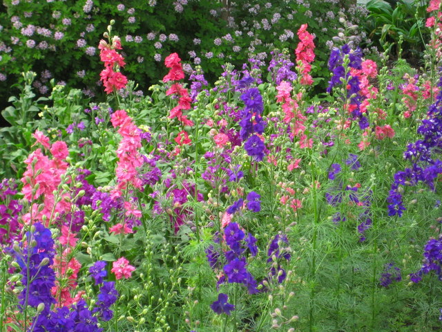 eden project flowers				